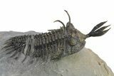 Short Trident Walliserops Trilobite - Timrzit, Morocco #275308-1